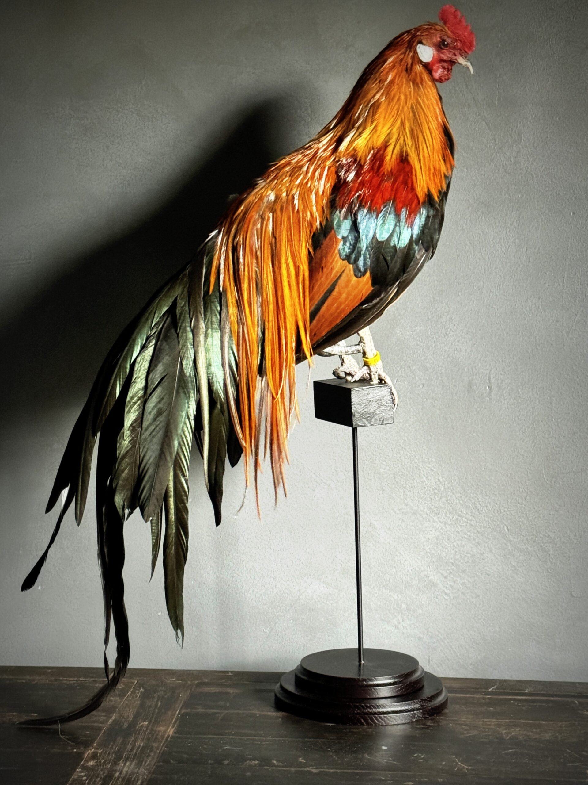 🐔 장미계 센터(나가오도리 센터) 이미지 6